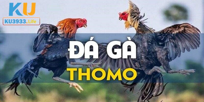 Trực tiếp đá gà Thomo