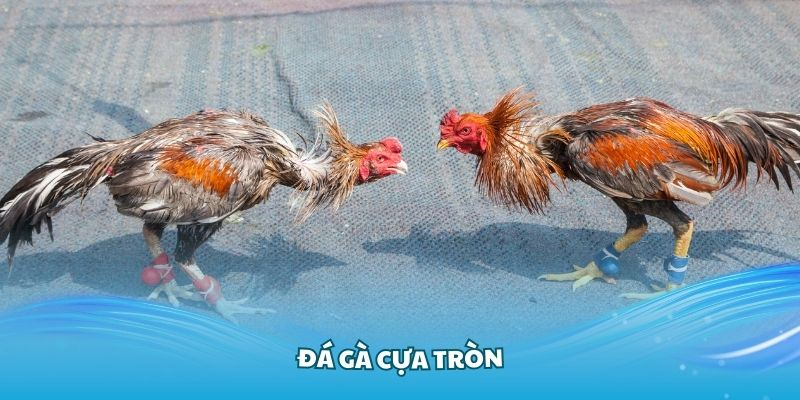 Đá Gà Cựa Tròn: Hấp Dẫn Và Kịch Tính Tại Nhà Cái DAGA